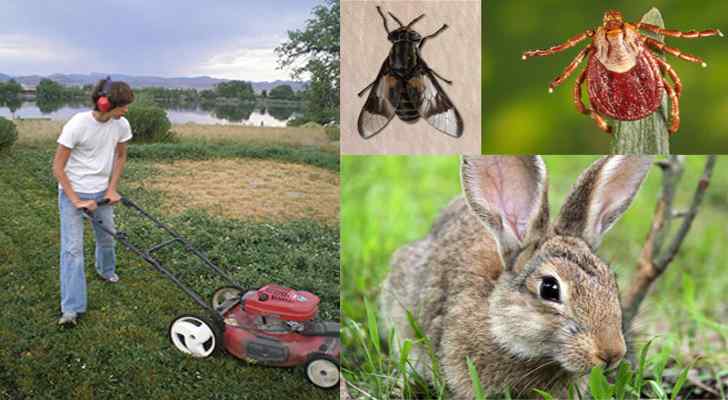 Tularemia Symptoms, Causes and Prevention