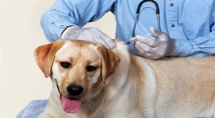 Rabies Symptoms, Signs and Causes