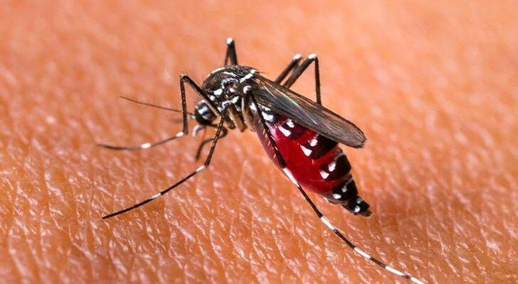 Dengue Fever Symptoms and Signs